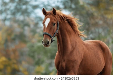 face of a horse